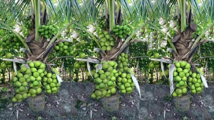 Coconut-cultivation Coconut