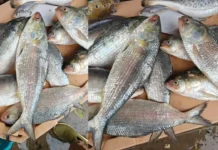 Bihar Govt issues advisory against consuming unknown fish swept in from Nepal floodwaters unknown fish