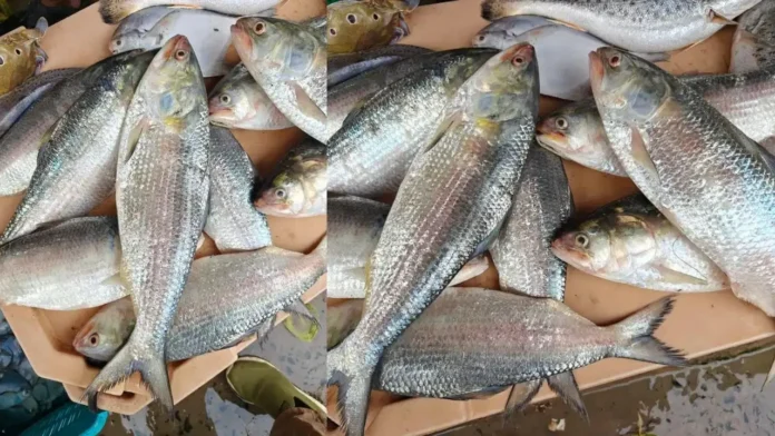 unknown fish