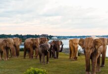 Great Elephant Migration