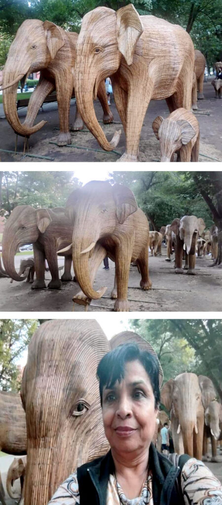 Great Elephant Migration