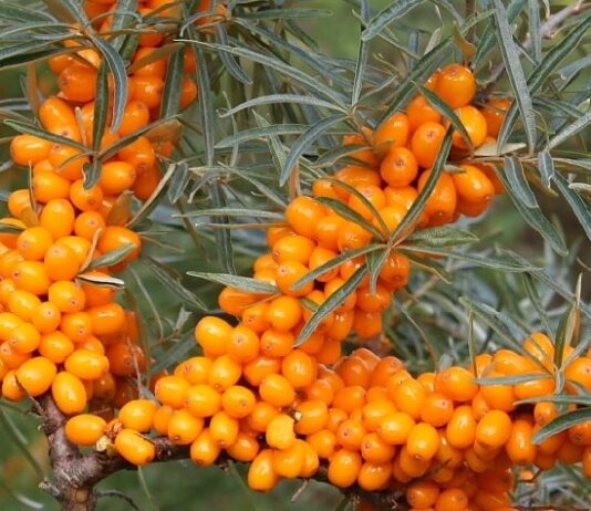 Sea Buckthorn
