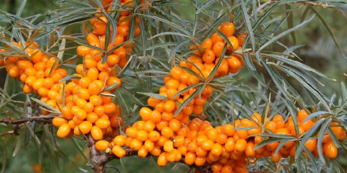 Sea Buckthorn