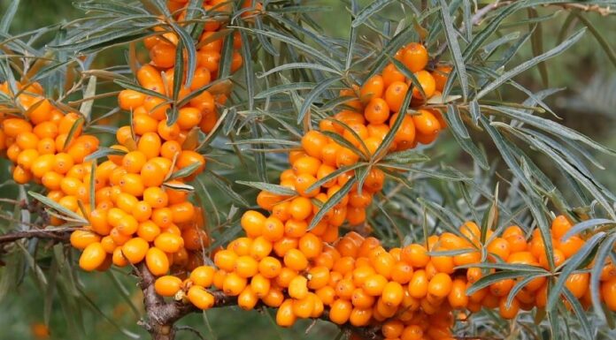 ‘Golden treasure of India’s natural heritage’: Piyush Goyal highlights Ladakh’s Sea Buckthorn Sea Buckthorn